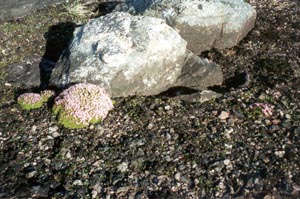 Moss