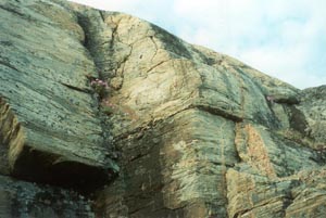 Flowers on Cliff